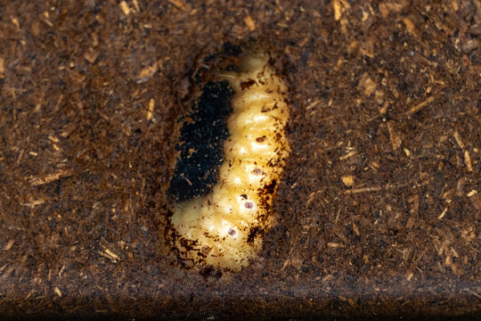 19 853 最適な カブトムシの幼虫 画像 ストック写真 ベクター Adobe Stock