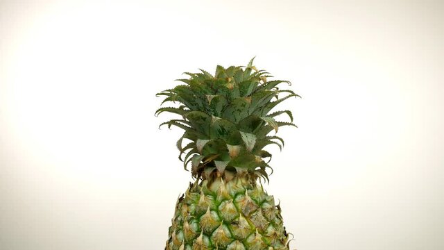Single whole pineapple isolated aganist a white background - healthy fruit. Tilt view of ripe juicy pineapple a summer fruit rich in antioxidants - tropical fruit concept