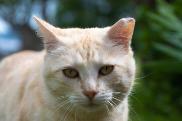 Chat 