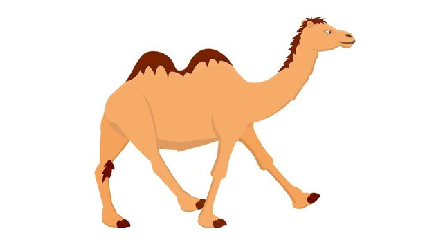Camel. Animation of an animal camel, alpha channel is enabled. Cartoon