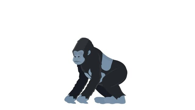 Gorilla. Animal monkey animation, alpha channel enabled. Cartoon