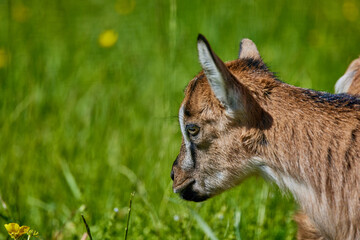 Baby goat watching flower in green grass