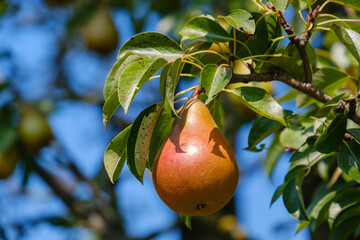 Pear tree in autumn with pears