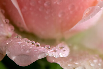 Round dew drops on pink rose petal close up floral background