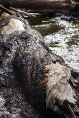 detailed old fallen log across small forest stream
