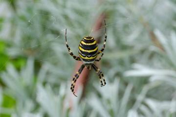 Yellow black wasp spider insect