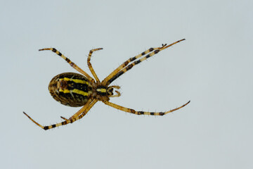 Yellow black wasp spider insect