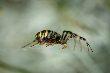 Yellow black wasp spider insect