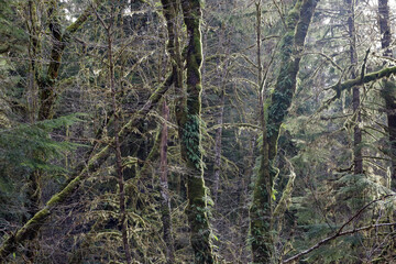 sun on trees in rain forest covered in moss and fern