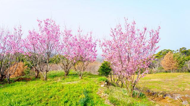 5 028 最適な 山桜 画像 ストック写真 ベクター Adobe Stock 5 028 最適な 山桜 画像 ストック写真 ベクター Adobe Stock