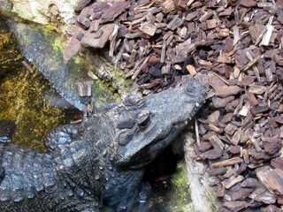 crocodile