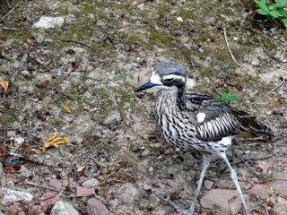 oiseau