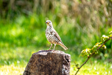 Song Thrush, turdus philomelos, visiting a garden in Ireland