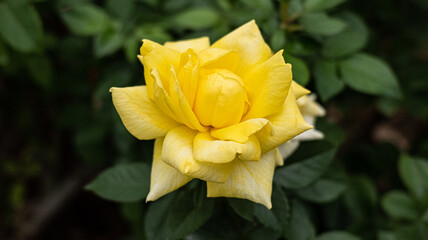 yellow Rose in the garden