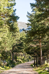 Hiking trail in the Barranca area in Navacerrada, Madrid, Spain