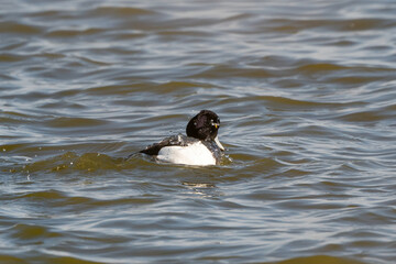 Tufted duck male swims in the water. Water droplets on the feathers and head. Black with white color in dark blue water