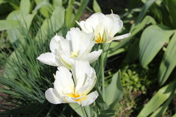 white tulips of the terry variety