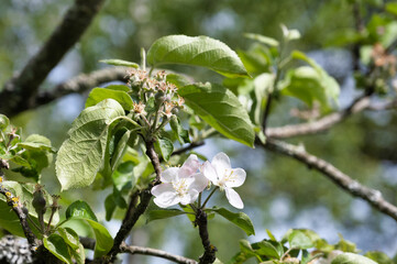 Arbre en fleur