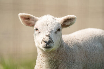 A newborn lamb's head. The white lamb looks straight into the camera. On a spring morning