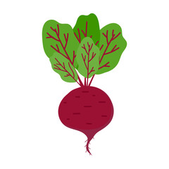 A large red beetroot with green leaves on a white background.