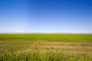 Green valley and caucasus mountain range landscape