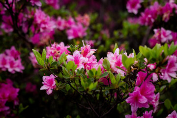 Ashikaga Flower Park 