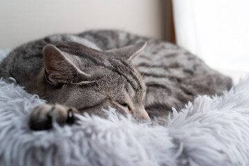 眠る猫　サバトラ猫