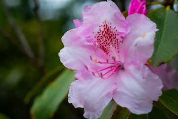 Ashikaga Flower Park 