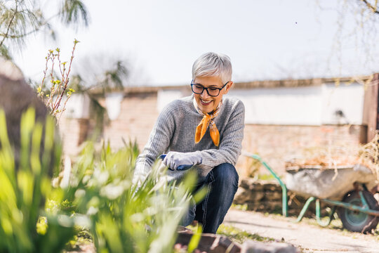 Smiling Retired Woman Pulling The Weeds In The Garden, Doing Spring Clean Up.