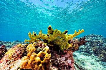 A picture of the coral reef