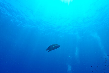 A picture of a napoleon fish