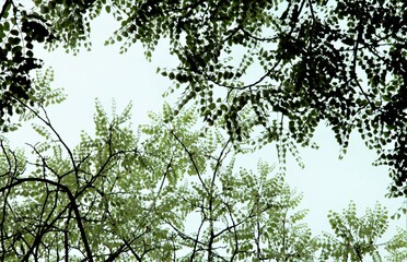 緑のコントラスト