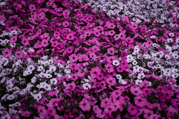 Ashikaga Flower Park 