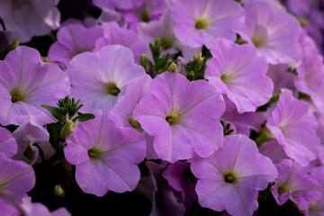 Fototapeta premium Ashikaga Flower Park 