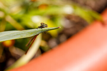 Libelle späht hinter einem Blütenblatt hervor