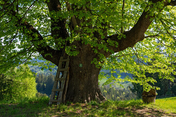 400 years old lime tree . 400 Jahre alte Linde