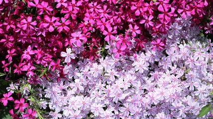 small delicate blooming phlox subulata of dark and light pink shade full frame, little garden decorative flowers for landscape design, natural bright background of spring phlox bloom
