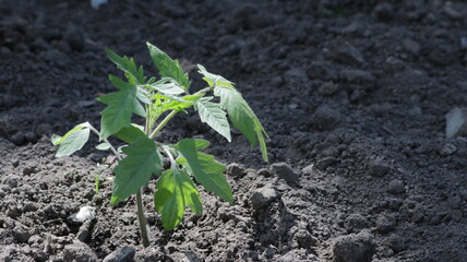 a single sprout of a tomato plant in an open loose fertile ground close-up, gardening in the village in the details of the landscape, spring work on growing vegetables