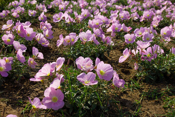 Flowering evening primrose four-winged.