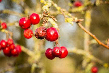 Old dying bunch of red cherries red cherries in the winter sun