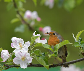 Rotkehlchen auf Blütenast 