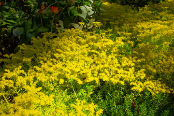 Obraz premium Beautiful bloom of caustic sedum.
