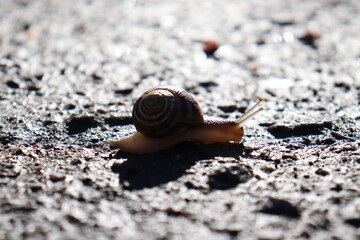 snail on the road