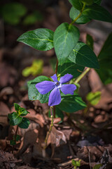 Beautiful periwinkle flower in the spring sun