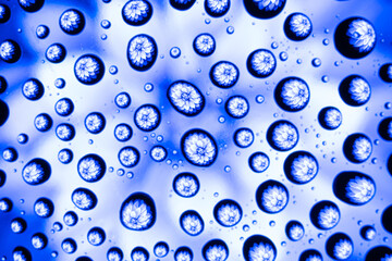 Spring pattern or texture of water drops on glass with blue, purple, rose and lilac flower on black...