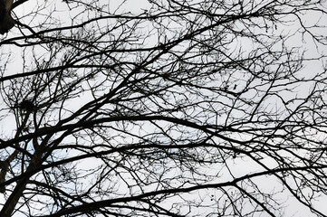 tree branches against sky