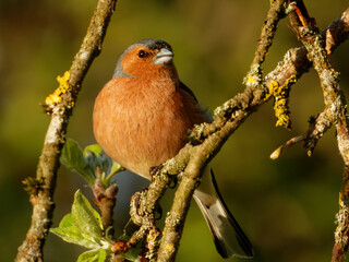 Common chaffinch or simply the chaffinch (Fringilla coelebs) is a common and widespread small passerine bird in the finch family
