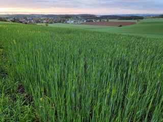 A field of green sprouting young crops on a hillside in Bavaria, Germany