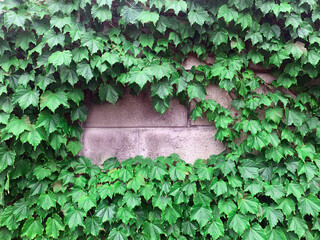 Green vine plant background filling the old wall