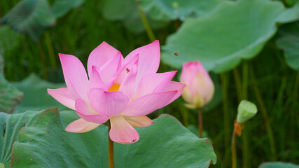 The pink lotus is a flower used to worship monks in Buddhism.